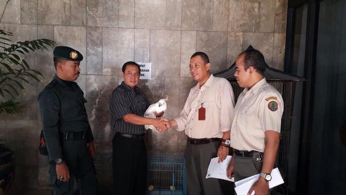 #SaveSiJambulKuning, Staf Setjen DPR Serahkan Kakatua Jambul Kuning ke Posko
