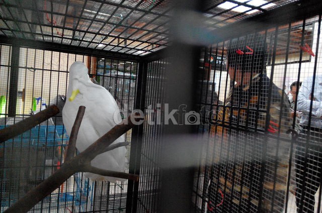 Ini Kontak Posko #SaveSiJambulKuning Untuk Pengembalian Burung di Daerah
