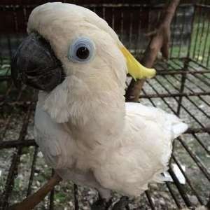 Warga Daerah Juga Ramai-ramai Serahkan Kakatua Jambul Kuning