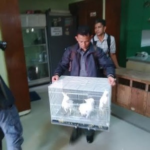 Hari ini 13 Kakatua Jambul Kuning Berhasil Diselamatkan