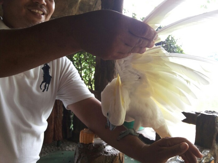 Tingkah Lucu Jacob, Si Jambul Kuning di TMII