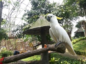 Turis Ini Senang Kakatua Jambul Kuning Tinggal di Taman Burung TMII