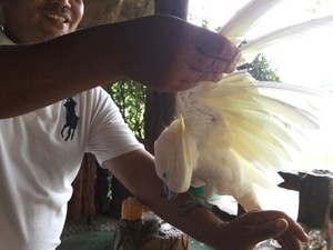 Tingkah Lucu Jacob, Si Jambul Kuning di TMII