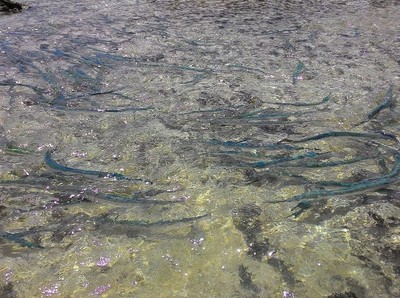 Heboh! Menangkap Ikan dengan Tangan di Pulau Intata