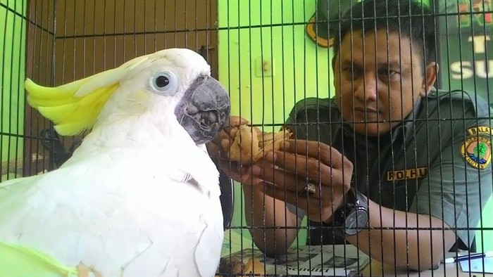 #SaveSiJambulKuning Sampai ke Surabaya, 3 Burung Diserahkan ke BKSDA
