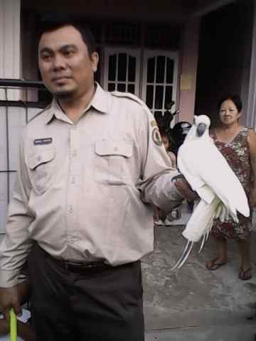 #SaveSiJambulKuning Juga Ramai di Banten, 2 Kakatua Dibebaskan Pemilik