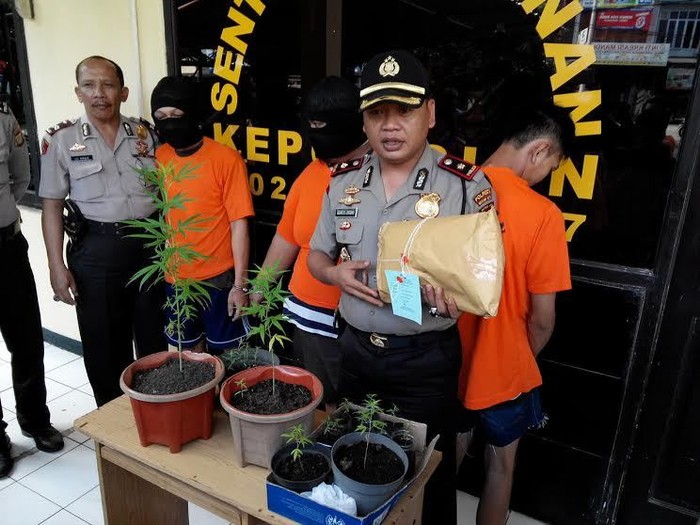 Tanam Ganja di Loteng Rumah Bekasi, Pemuda Ini Diciduk Polisi