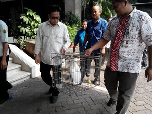 #SaveSiJambulKuning, Ayo Siapa Lagi yang Mau Hewan Langka Lestari?