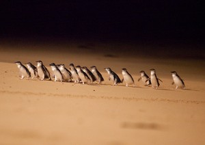 Pengalaman Langka! Lihat Penguin Australia di Habitat Aslinya