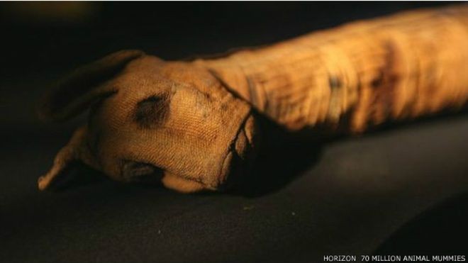 Terungkap! Skandal Mumi Hewan Mesir Kuno
