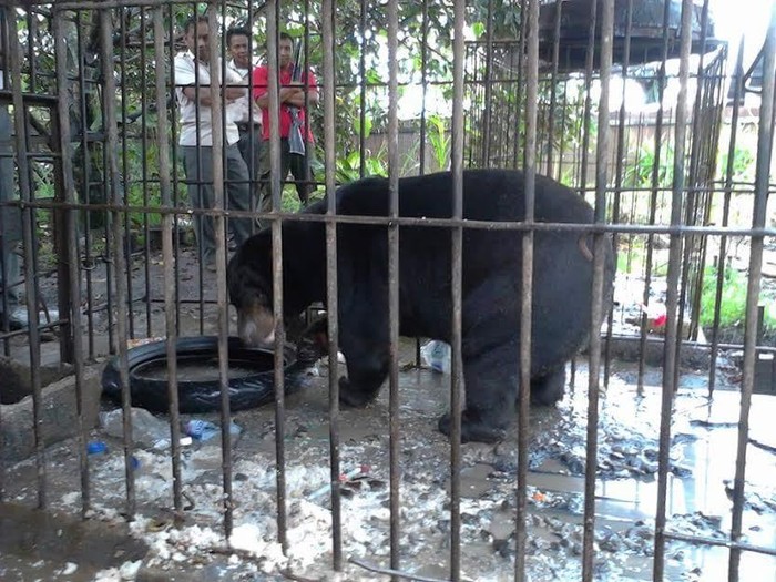 #SaveSiJambulKuning Meluas, Ada yang Kembalikan Beruang Madu ke BKSDA Kalteng