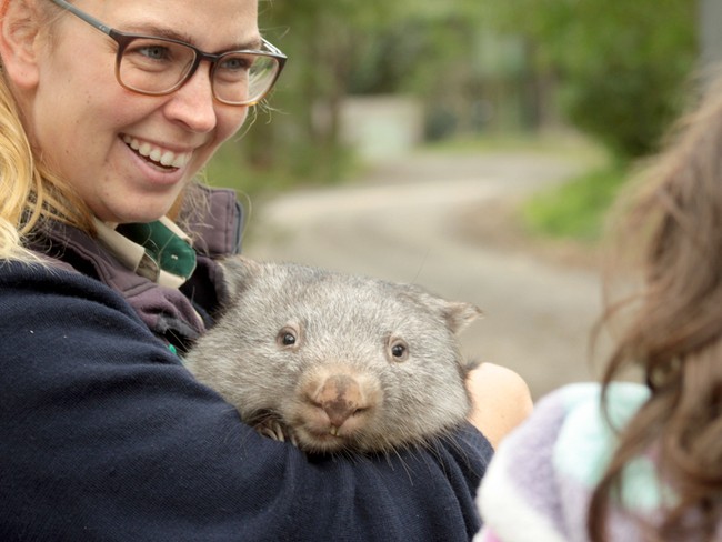 Gemas! 5 Hewan Unik yang Bisa Dilihat di Australia