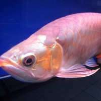 Mau Ekspor Ikan Arwana Cs, Pengusaha Harus Kantongi Izin di 5 Kementerian