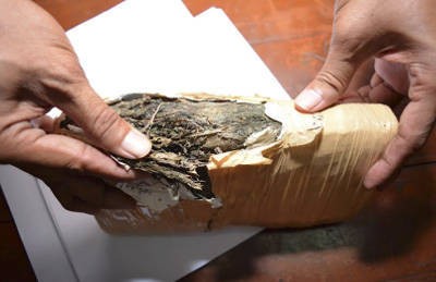 Seorang Pencari Rumput Temukan 1 Kg Ganja Siap Edar