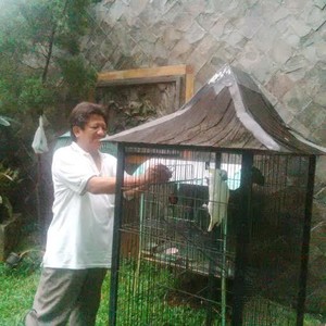 15 Tahun Minum Susu, Si Badut Jambul Kuning Akhirnya Diserahkan ke BKSDA