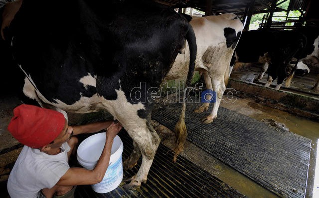 Pabrik Susu Terbesar RI Rp 6 Triliun Akan Dibangun di Tempat Ini