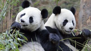 Polisi Cina Tangkap 10 Orang karena Menguliti Panda