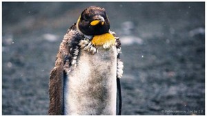Di Antartika, Makin Banyak Anjing Laut Kawin dengan Penguin