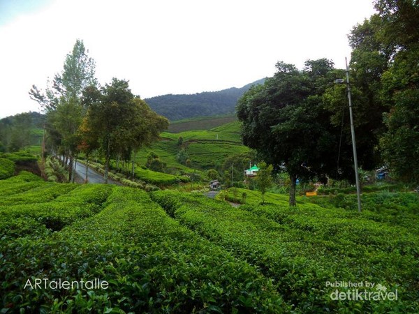 Kebun Teh Kaki Gunung Talang Ini Puncak nya Sumbar 