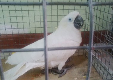 Halo, Nama Saya Ahok Berjambul Kuning