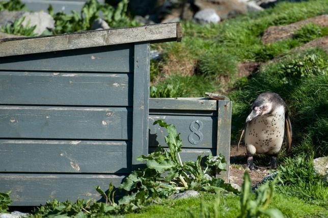 Sedih! Pelajar di Norwegia Curi Bayi Penguin untuk Rayakan Kelulusan