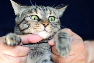 Studi: Pelihara Kucing Tingkatkan Risiko Gangguan pada Mata