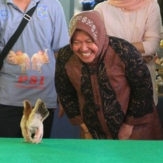 Serunya Walikota Risma Saat ngudang Ayam Serama