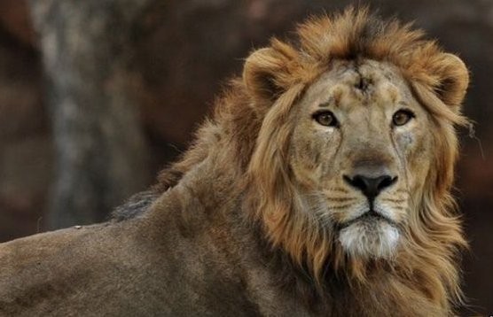 Tewaskan Penjaga, Singa di Bonbin Tiongkok Ditembak Mati