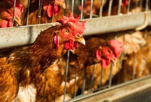 Incar Daging Sehat, Peternakan Ini Dengarkan Lagu Klasik untuk Ayamnya