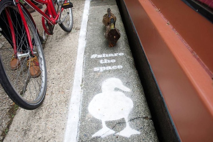 Ssst! Ada Jalur Khusus Bebek di Inggris