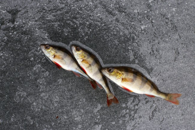 Hujan Ikan & 3 Fenomena Hujan Aneh Lainnya
