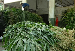 Herbivora Santap 10 Ton Rumput dan 650 Kg Sayuran Setiap Hari