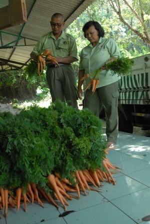 Melihat Dapur dan Aksi Para Master Chef Ransum Satwa di Taman Safari Prigen