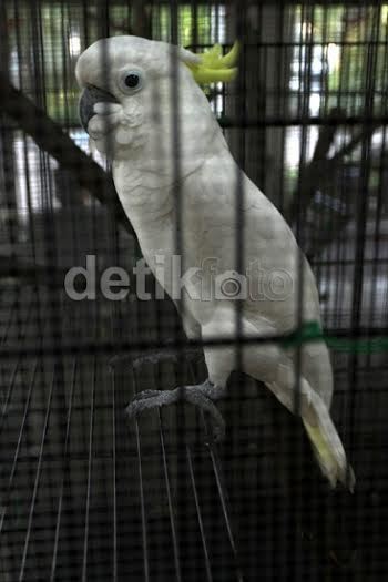 Ini Cara Menengok Kakatua Jambul Kuning di TMII