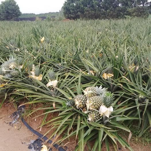 Impor Buah Tahun Lalu Turun 45%, Peluang Bagi Petani Lokal