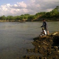 Pemancing Tidak Terpengaruh Kemunculan Buaya di Kali Porong