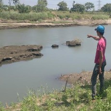 Warga Sidoarjo Dikagetkan dengan Kemunculan Buaya di Kali Porong