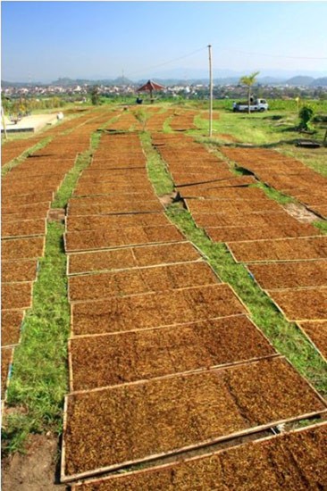 Cerita Pilu Petani Tembakau: Sering Rugi, Padahal Harga Rokok Tak Pernah Turun
