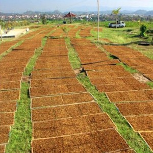 Cerita Pilu Petani Tembakau: Sering Rugi, Padahal Harga Rokok Tak Pernah Turun