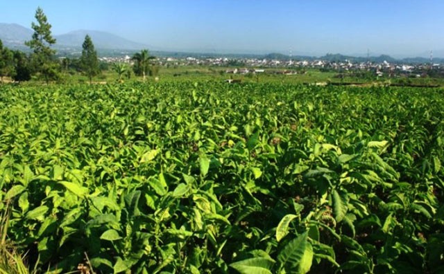 Orang Terkaya RI Pemilik Industri Rokok, Tapi Petani Tembakau Terseok