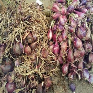 Mentan: Kita Impor Bawang Merah 30.000-100.000 Ton/Tahun