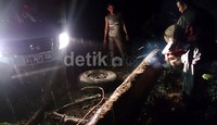 Jalanan Aceh yang 'buas' menjadi penghalang laju mobil Navara. Seperti pohon yang tumbang menjadi tantangan yang harus dilalui. Berkat bantuan penduduk lokal yang kebetulan melintas, batang pohon berdiameter setengah meter itu dipotong dengan gergaji mesin.