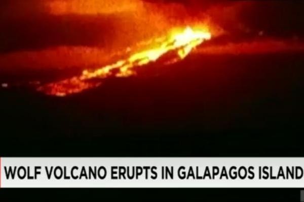 Gunung di Galapagos Erupsi, Iguana Pink Langka Terancam Punah
