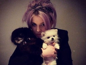 Ini Anjing Peliharaan Kelly Osbourne Seharga Rp 145 Juta