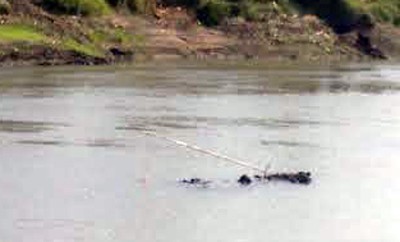 Dua Ayam Dipakai Umpan di Kali Porong agar Buaya Muncul