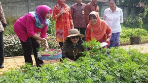 Saat Ibu Ani Asyik Panen Sayur dan Lele di Taman Lansia Sejahtera