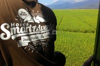Di dalam kereta, Smart Rider disuguhkan pemandangan berupa pematang sawah yang dikelilingi gunung.