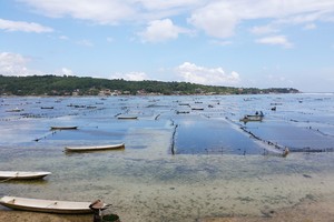 Liburan Anti Mainstream di Bali, Melihat Budidaya Rumput Laut