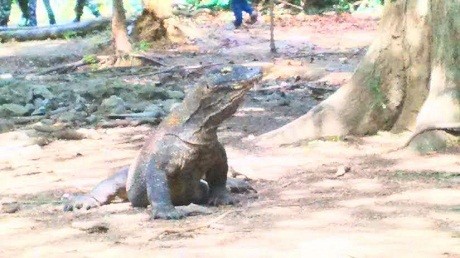 Serunya Jelajah Pulau dan Berburu Kadal Raksasa Bersama Tim Ekspedisi NKRI