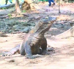 Serunya Jelajah Pulau dan Berburu Kadal Raksasa Bersama Tim Ekspedisi NKRI